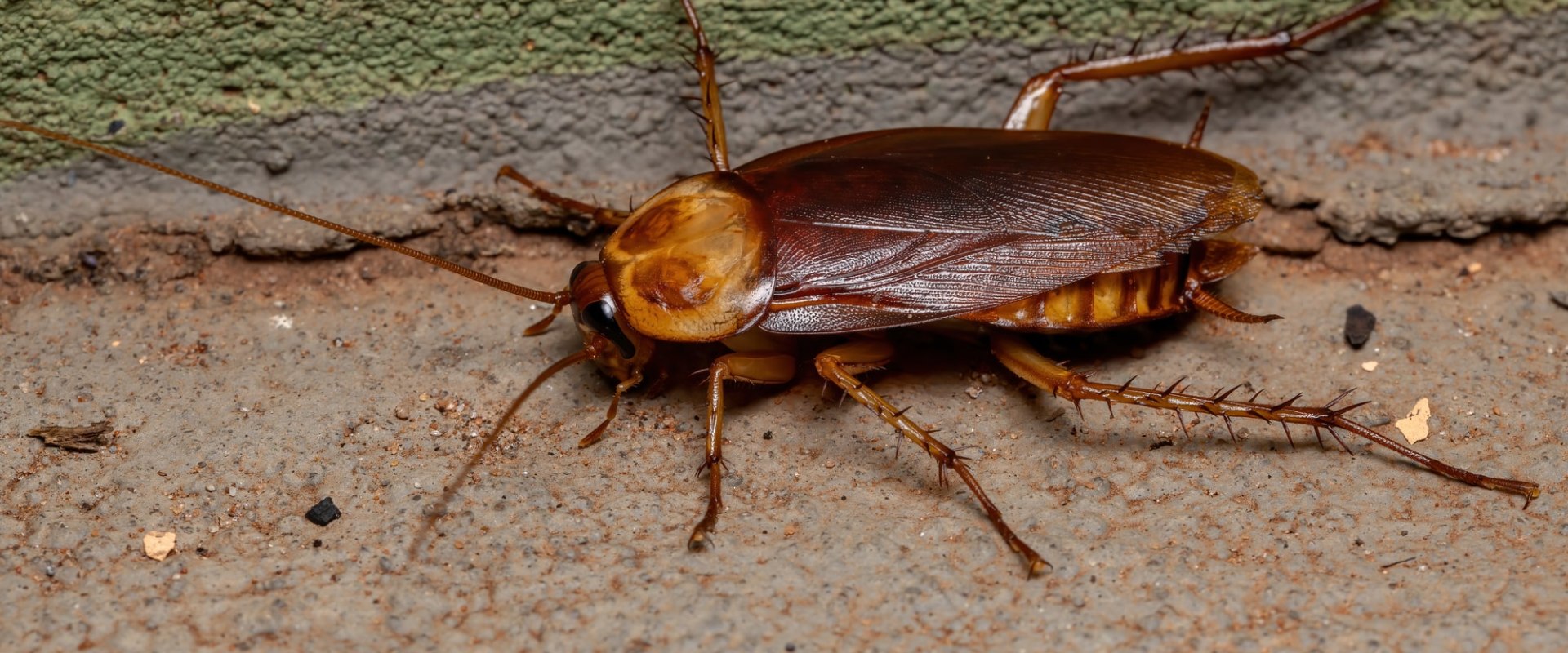 How Concrete Repair Supports The Work Of A Cockroach Exterminator In Greater Orlando