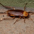 How Concrete Repair Supports The Work Of A Cockroach Exterminator In Greater Orlando