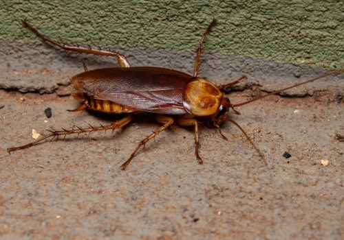 How Concrete Repair Supports The Work Of A Cockroach Exterminator In Greater Orlando